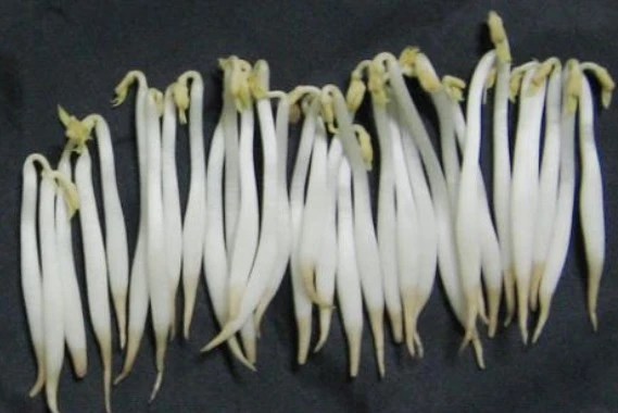 Chuyên gia cảnh báo dấu hiệu nhận biết giá đỗ ngâm hóa chất 