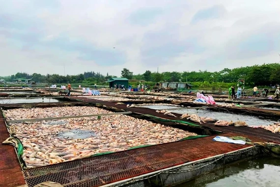 Thiệt hại gần 1000 tấn cá lồng, người dân được hỗ trợ thế nào?