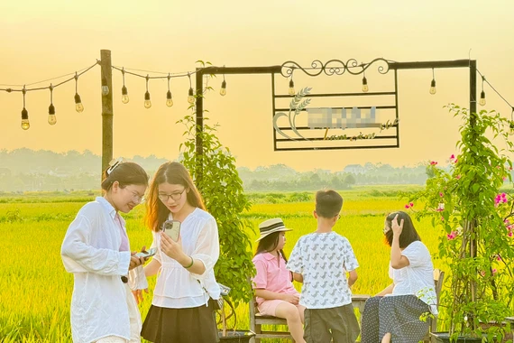 Quán cà phê giữa cánh đồng lúa chín vàng thu hút giới trẻ