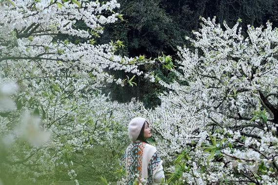 Lên Mộc Châu ngắm hoa mận, chọn tour dài hay ngắn ngày?