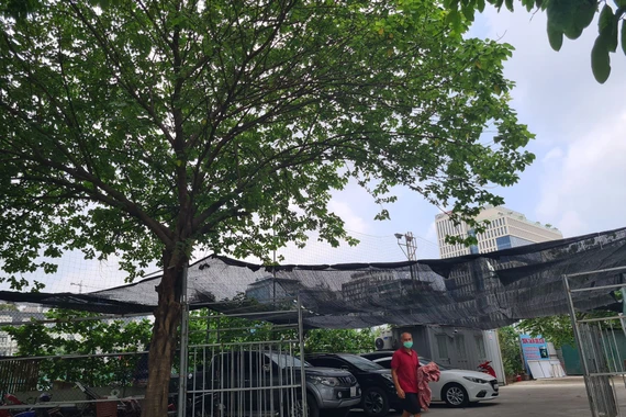 Lô đất D22 Dịch Vọng Hậu bị “xẻ thịt” kinh doanh trái phép bất chấp lệnh của chủ tịch phường?