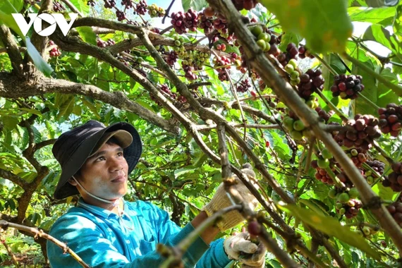 EU siết quy định chống mất rừng, cơ hội hay thách thức?