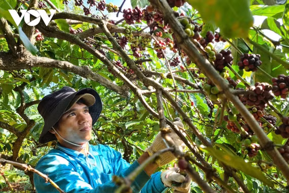 EU siết quy định chống mất rừng, cơ hội hay thách thức?