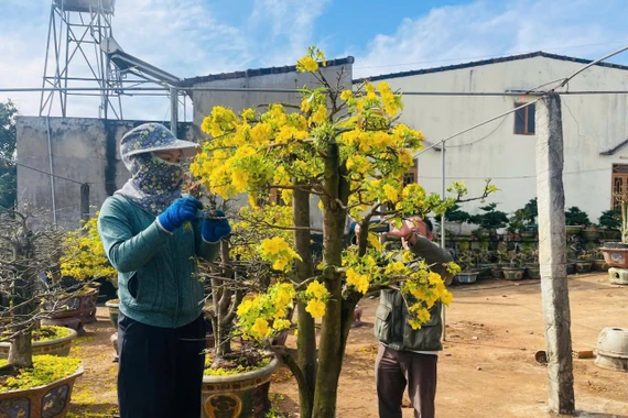 Nhộn nhịp dịch vụ chăm sóc mai vàng