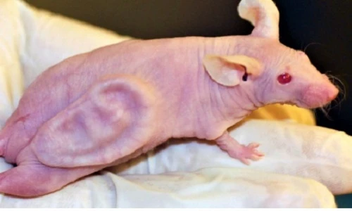 Chú “chuột - tai” đã thay đổi thế giới như thế nào?