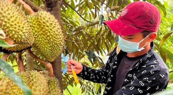 Nghề độc lạ: Ngửi mùi loại quả lắm gai kiếm tiền triệu mỗi ngày