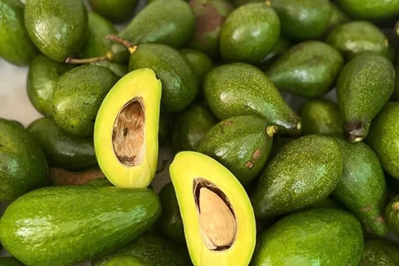 Bơ đầu mùa tăng giá gấp đôi