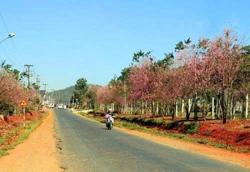 Lâm Đồng: Nhờ đâu Cty Thành Tâm An thắng gói thầu 3,34 tỷ làm đường tại Thọ Xuân?