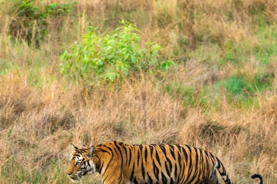 Đợi 8 tiếng để chụp ảnh “trong mơ” về con sư tử đang uống nước 