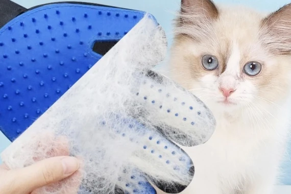 10 cách làm sạch lông thú cưng trên ghế sofa hiệu quả, dễ áp dụng