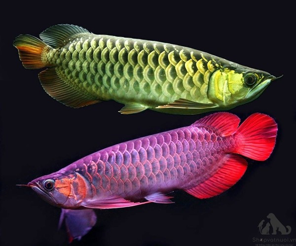 Cá rồng có tuổi thọ từ 10 - 15 năm, giá trị của nó lớn đến nỗi người ta phải dành cả một đoàn xe hộ tống khi vận chuyển. Ảnh: Shopvatnuoi