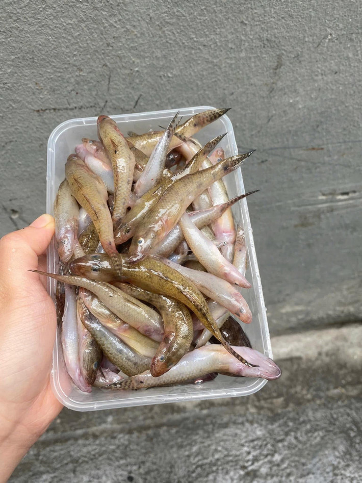 Trước kia, cá bống sông Đà là món ăn gắn với bữa cơm đạm bạc của người dân địa phương, nhưng nay là đặc sản giá từ 120.000 - 200.000 đồng/kg. Ảnh: Facebook
