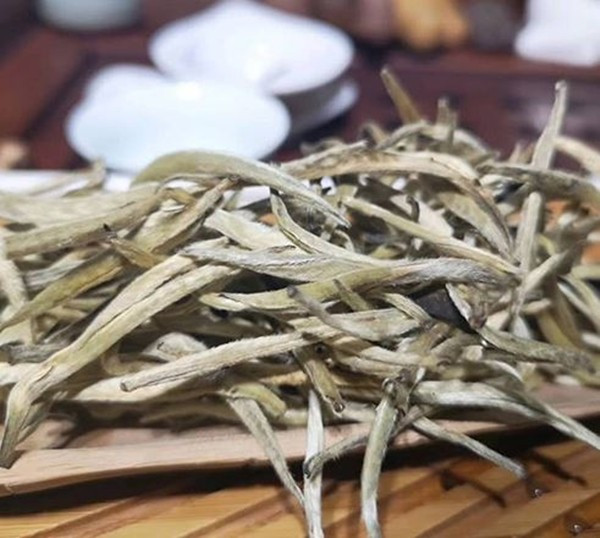 Tôm trà của chè cổ thụ Bạch Long thanh mảnh và trắng, phần thân được bao phủ bởi những sợi lông trắng. Ảnh: Internet