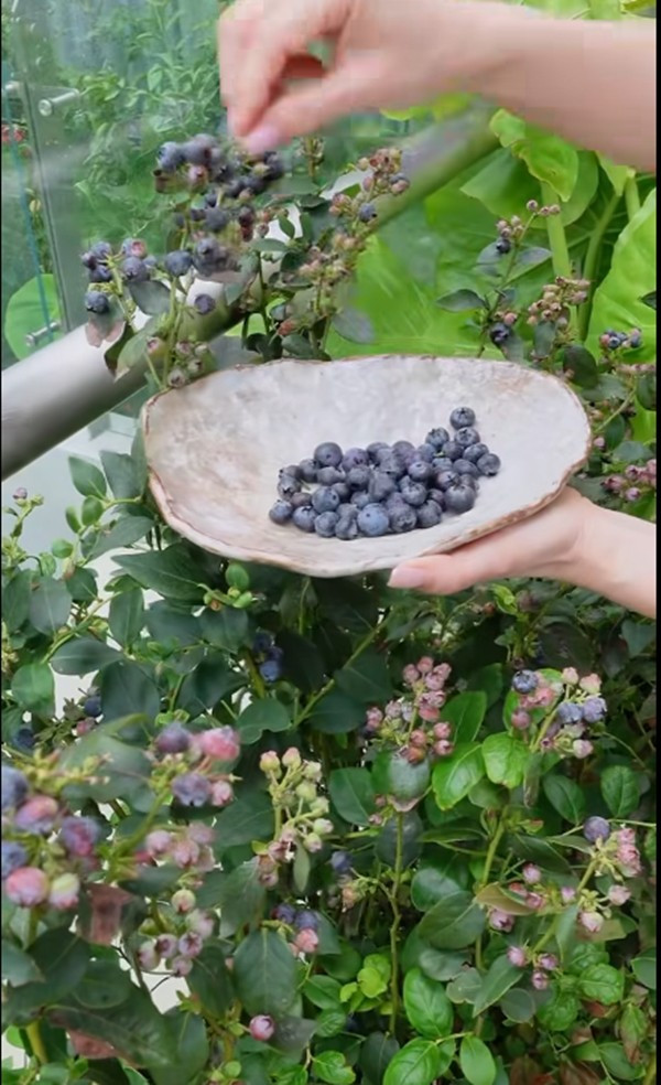Bụi blueberry (việt quất) nhỏ cho nhiều trái. Ảnh chụp màn hình