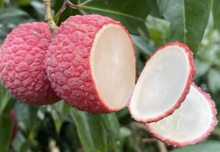 Loại vải này là đặc sản chỉ có ở đảo Hải Nam - khu vực nằm trọn trong khí hậu cận nhiệt đới, ấm áp, độ ẩm cao, quanh năm nắng gió dịu dàng. Ảnh: Baidu