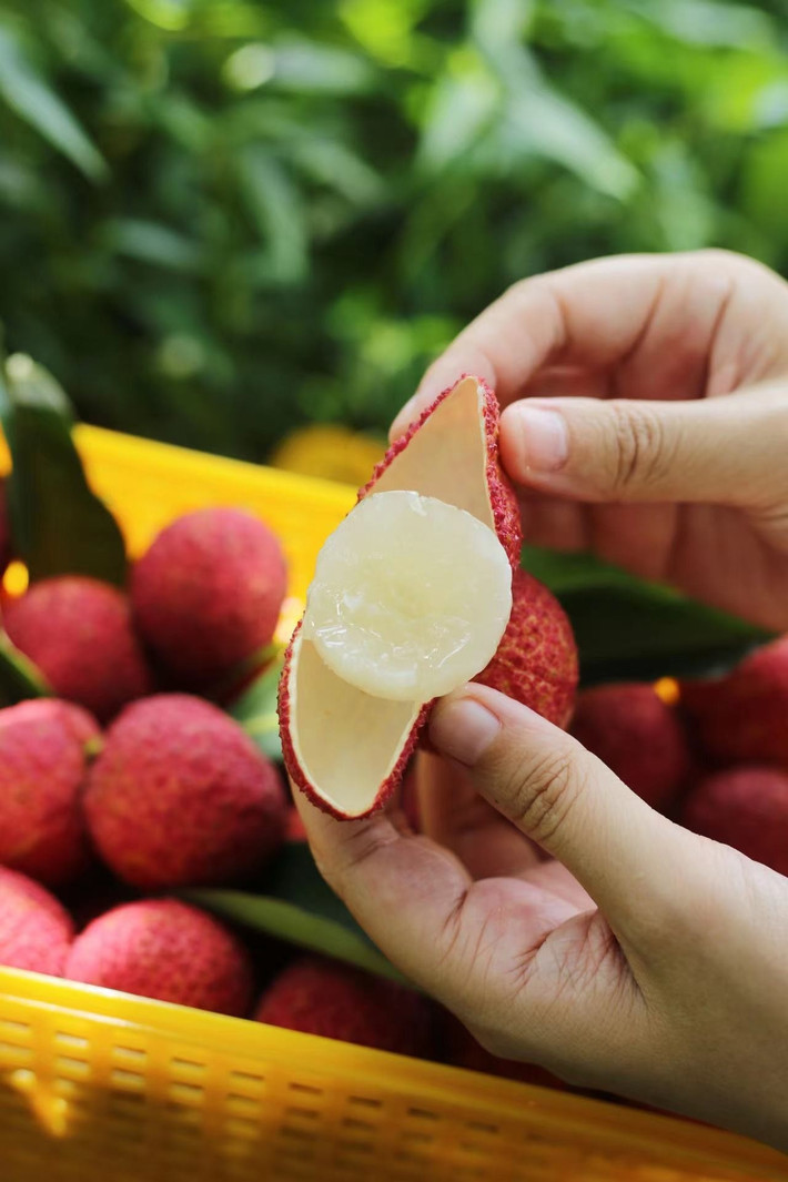 Sản lượng thấp, kỹ thuật phức tạp, trong khi nhu cầu lại ngày càng tăng đã đẩy giá thành của giống vải không hạt lên tới mức “xa xỉ”. Ảnh: Sina