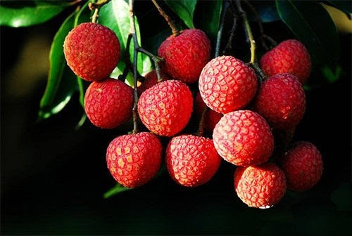 Để trồng được giống vải không hạt là cả một nghệ thuật. Từ việc xử lý ra hoa, điều chỉnh sinh trưởng, đến việc chăm từng chùm quả đều cần sự tỉ mỉ. Ảnh: Sina