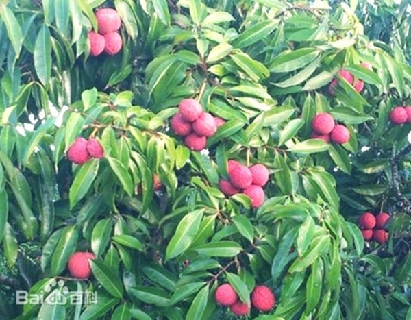 Nhờ nỗ lực không ngừng của các nhà khoa học Trung Quốc, các kỹ thuật như điều tiết thời điểm ra hoa hay hạn chế rụng quả đã dần được hoàn thiện, góp phần ổn định năng suất. Ảnh: Baidu