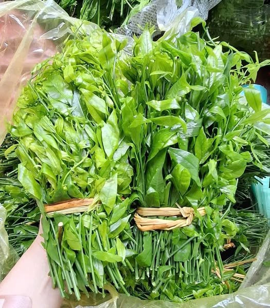 Rau ngót rừng vốn là đặc sản của vùng núi đá vôi ở các tỉnh Hòa Bình, Phú Thọ, Ninh Bình, Tuyên Quang...Loại rau này được ví như cây gia vị tự nhiên vì có vị ngọt hậu. Ảnh: Facebook