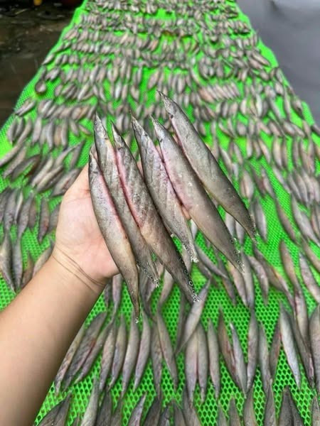 Trong khi đó, khô cá chạch đồng giá dao động từ 300.000 - 350.000 đồng/kg, được nhiều người tìm mua. Ảnh: Facebook