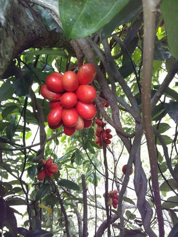 Quả máu mọc thành chùm, dáng bầu dục nhỏ bằng đầu ngón tay. Vị quả chua nhẹ, thanh mát, khác hoàn toàn so với loại quả quen thuộc như cóc, sấu, dâu da...Ảnh: Dân Việt