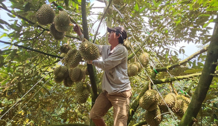 Đây là thời điểm người làm nghề gõ sầu riêng bận rộn. Chỉ với một cây dao nhỏ, gõ vào quả sầu riêng, người thợ có thể phân biệt đâu là quả đã đến tuổi thu hoạch, quả nào non, chất lượng không tốt. Ảnh: Báo dân tộc