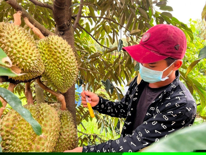 Mỗi cây sầu riêng có từ hàng chục đến cả trăm trái song chỉ những trái già tới độ, ruột chín vừa tầm mới được hái. Ảnh: Báo Lâm Đồng