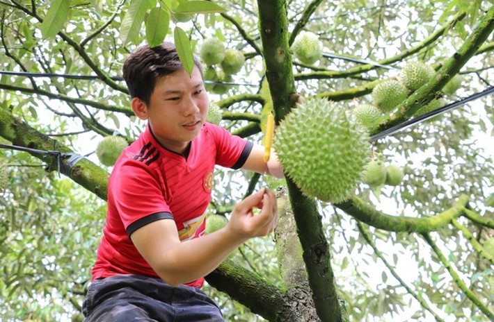 Trên những thân cây cao gần chục mét, người thợ chênh vênh, không dây an toàn, chỉ dựa vào kinh nghiệm và đôi tai nhạy bén. Ảnh: Báo Cần Thơ