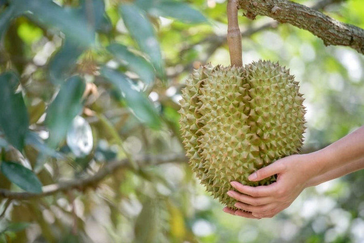 Theo một thợ chuyên gõ sầu riêng, trái non cho âm trầm đục, trái già phát ra âm thanh đanh gọn như tiếng trống nẩy, còn trái chín tới “kêu” theo cách riêng. Ảnh: Báo phụ nữ