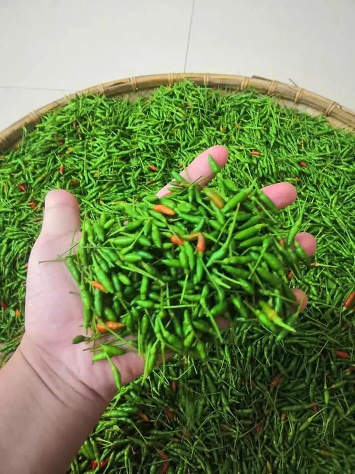 Nhiều hộ dân ở Tuyên Quang đã nhân giống và trồng ớt gió để bán ra thị trường. Nhưng do thời gian thu hoạch ngắn, năng suất thấp nên ớt gió vẫn thuộc hàng hiếm, không dễ mua được. Ảnh: Facebook
