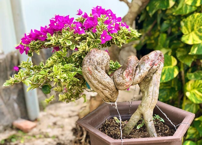 Hoa giấy được ưa chuộng bởi sự đa dạng màu sắc. Loài hoa này có tới hơn 20 màu sắc khác nhau như xác pháo, trắng, vàng...Ảnh: Internet