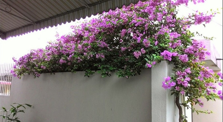Hoa giấy vốn là loài cây được trồng để leo bờ rào, làm mát hiên nhà hoặc mọc tự nhiên ven đường. Ảnh: Internet