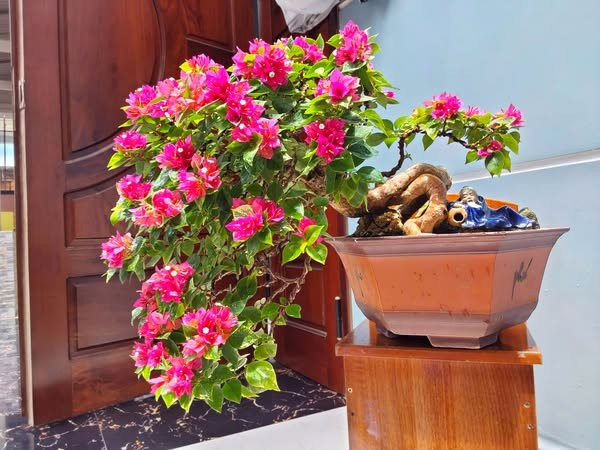 Mỗi chậu hoa giấy mini giá từ vài trăm đến vài triệu đồng, tùy vào thế cây và độ tuổi. Ảnh: Facebook