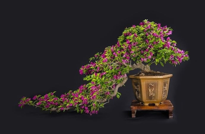 Trên sàn thương mại điện tử và các hội nhóm đam mê cây cảnh, hoa giấy bonsai trở thành xu hướng được nhiều người săn đón. Ảnh: Internet