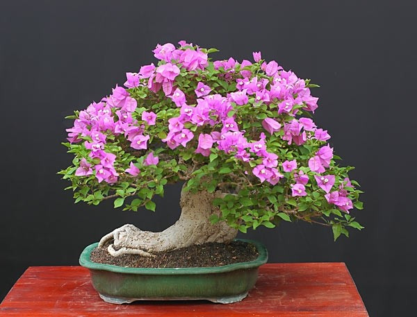 Mỗi mùa hoa nở, cây như được "thay áo" mang đến không gian đầy sức sống. Ảnh: Codai