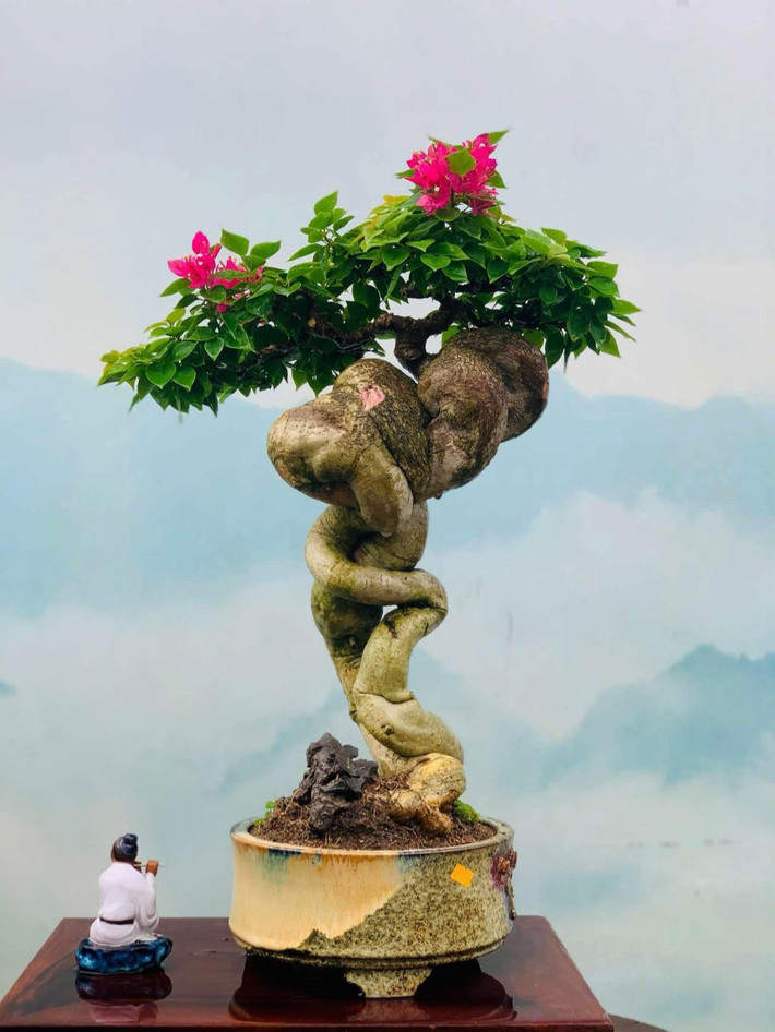 Nếu đủ nắng và chăm sóc đúng cách, hoa giấy cho hoa quanh năm, trở thành điểm nhấn xanh mát. Ảnh: Facebook