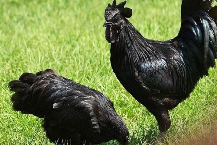 Gà Ayam Cemani đẻ khoảng 80 trứng mỗi năm, trong khi gà thả vườn bình thường có thể đẻ hơn 100 quả, gà công nghiệp có thể đẻ tới hơn 300 quả trứng mỗi năm. Ảnh: Chicken Fans