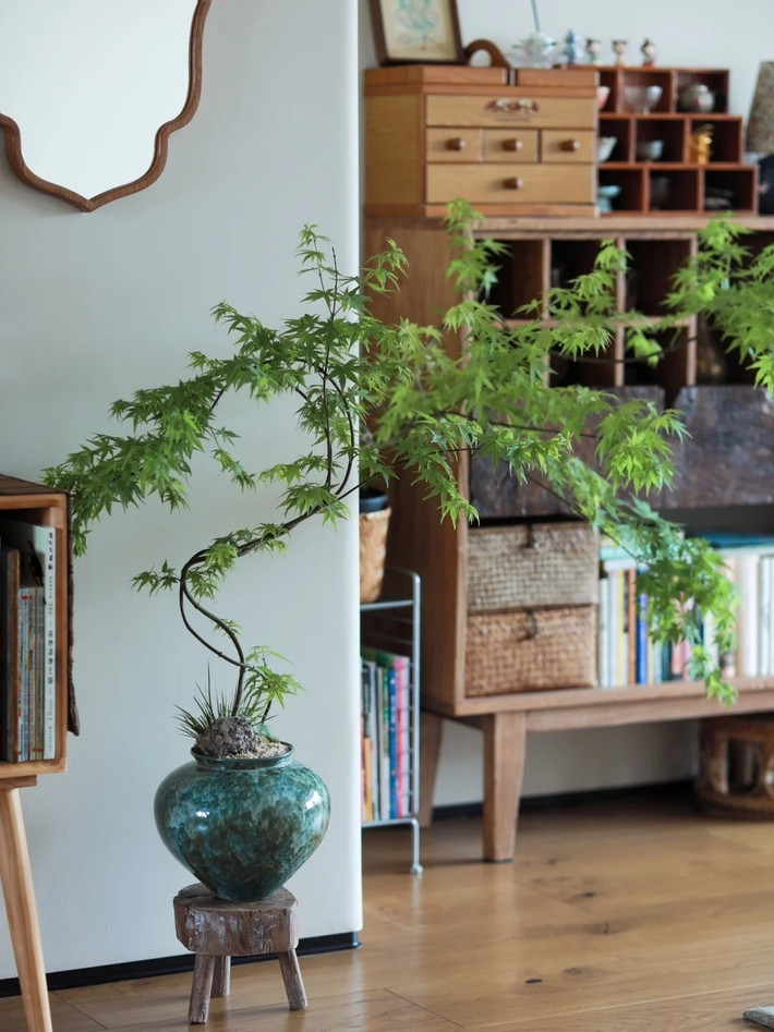 Chậu bonsai với dáng cây uyển chuyển như điểm thêm hồn cho không gian. Ảnh: Toutiao