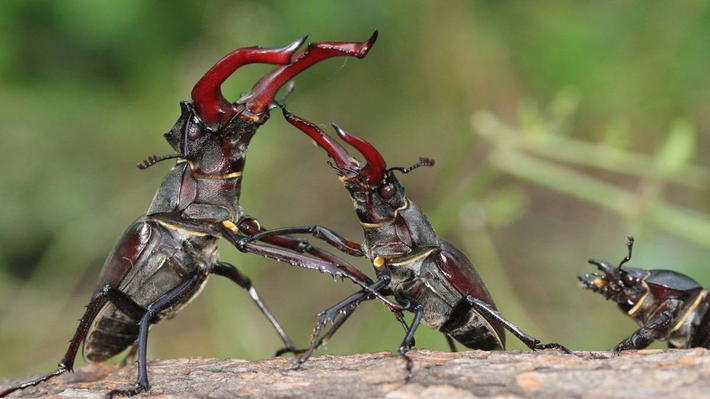 Bọ cánh cứng Stag Beetle từng gây sốt khắp thị trường thú cưng. Vì độ hiếm có khó tìm mà nhiều đại gia sẵn sàng chi số tiền lớn để sở hữu một em bọ cánh cứng sừng hươu độc đáo. Ảnh: Internet