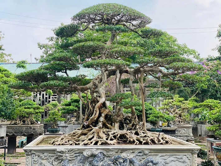 Thân cây có hai cây, một cây lớn và một cây nhỏ, được coi như tình mẫu tử (tình mẹ con). Ảnh: Người đưa tin