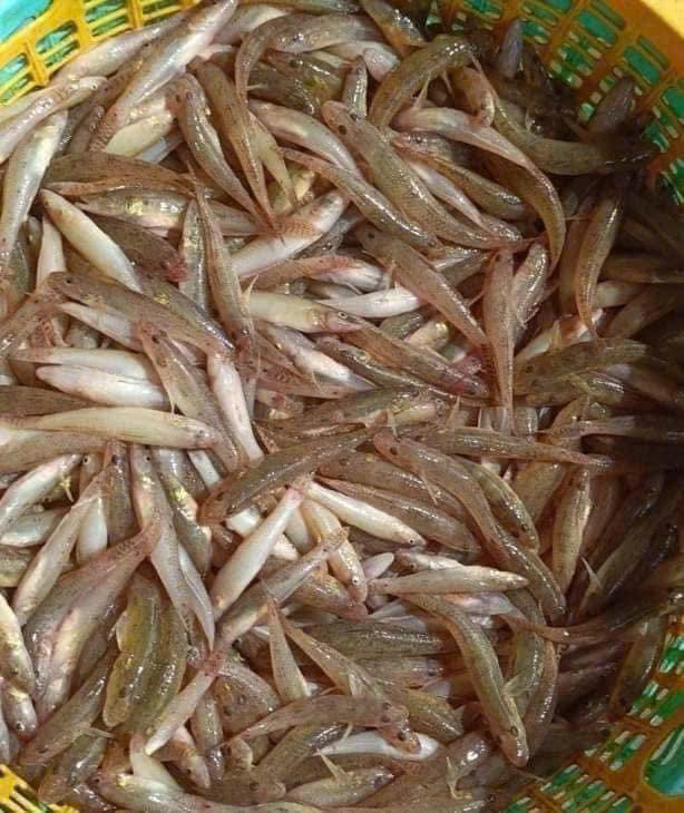 Mỗi năm chỉ có một lần nên người dân địa phương tranh thủ đi bắt bán cho thương lái hoặc gửi đi các tỉnh thành. Ảnh: Facebook