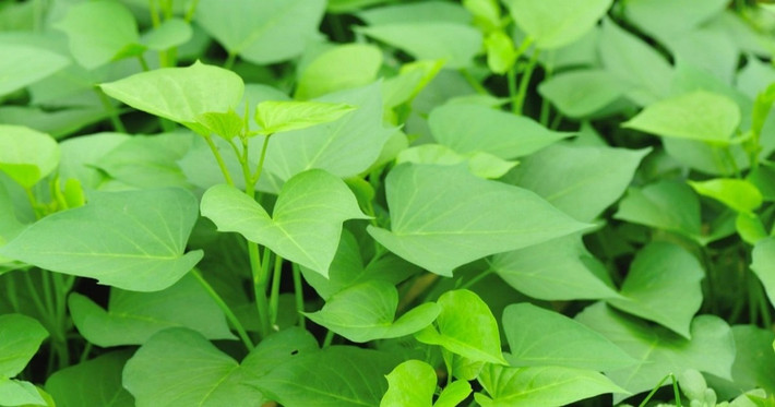 Rau lang phù hợp với khí hậu nắng nóng và dễ trồng. Chỉ cần cắt đoạn thân dài 15–20cm rồi cắm vào đất tơi xốp, tưới đẫm nước là sau một tuần cây bén rễ, mọc lá non. Ảnh: Internet
