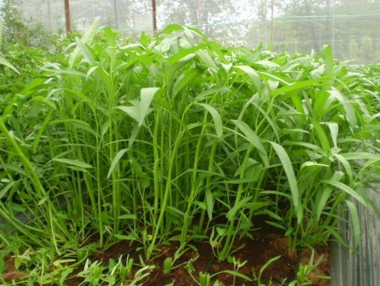 Rau muống được mệnh danh là "vua chịu nóng", chỉ cần trên 25 độ C là phát triển như vũ bão. Rau muống không đòi hỏi đất trồng đặc biệt, chỉ cần đất vườn trộn thêm phân hữu cơ hoai mục. Ảnh: Internet