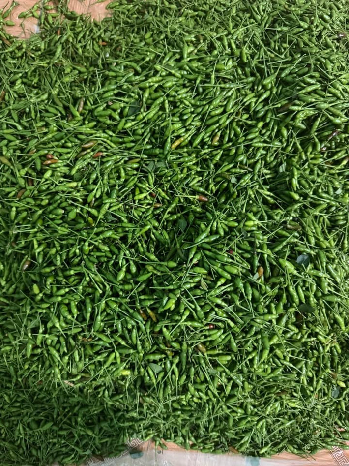 Ớt gió là loại quả dại một thời mọc hoang trong rừng hoặc trồng làm hàng rào ở Tuyên Quang. Ảnh: Facebook