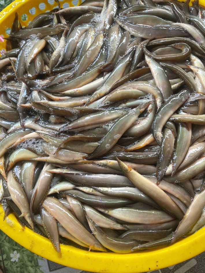 Chạch đồng nhỏ, dài khoảng một gang tay, thân hình tròn trĩnh, đầu nhọn, toàn thân phủ lớp nhớt dày. Ảnh: Facebook