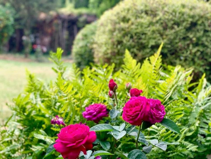 Trước đây, Mỹ Lệ từng khoe nhiều hình ảnh hoa cỏ rực rỡ trong khu vườn. Ảnh: FB Hoàng Thị Mỹ Lệ