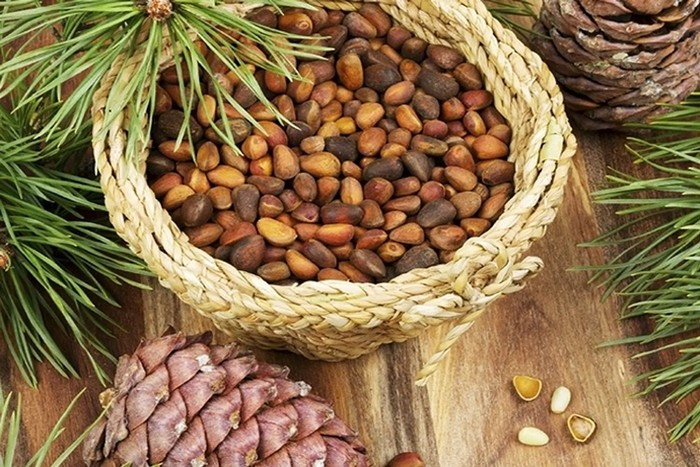 Không phổ biến như các loại hạt khác, hạt thông chỉ chiếm khoảng 1% lượng tiêu thụ hạt trên toàn thế giới nhưng lại có giá cao bậc nhất trên thị trường. Ảnh: Internet