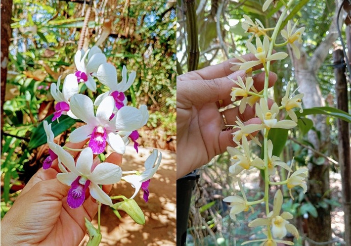 Hiện tại, khu vườn của Kiều Trinh ngập tràn sắc hoa và cây ăn trái. Ảnh: FB Nguyễn Kiều Trinh