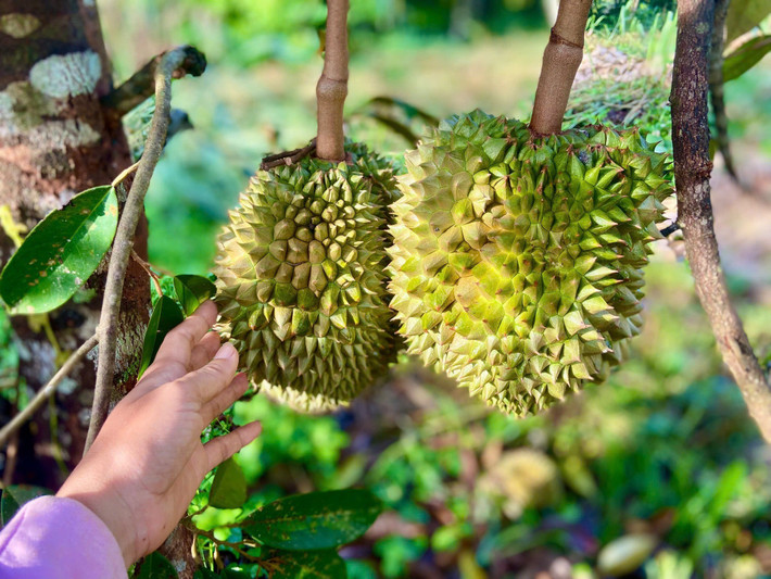Mỗi giai đoạn, từ khi trổ hoa, ra lá cho đến khi kết trái, đều đòi hỏi một quy trình chăm sóc khác nhau và sử dụng nhiều loại thuốc, phân bón đặc biệt. Ảnh: FB Nguyễn Kiều Trinh