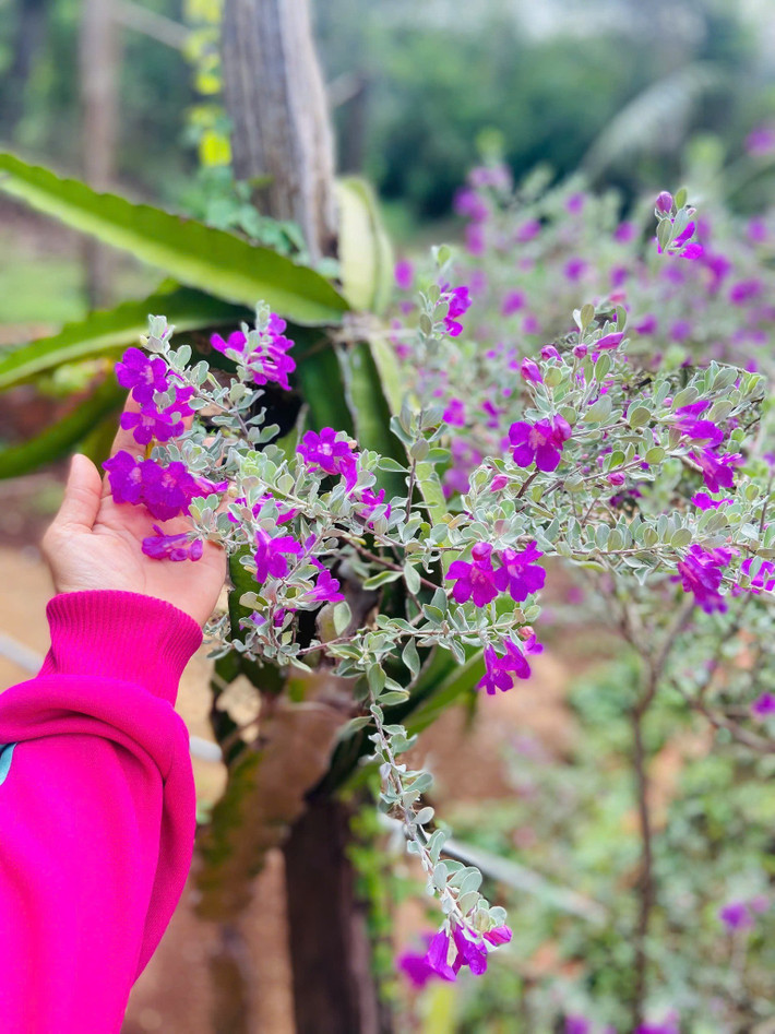 Nữ diễn viên cũng tin việc nói chuyện với cây cối hàng ngày giúp chúng phát triển tốt hơn. Ảnh: FB Nguyễn Kiều Trinh